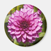 Purple Dahlia Magnet