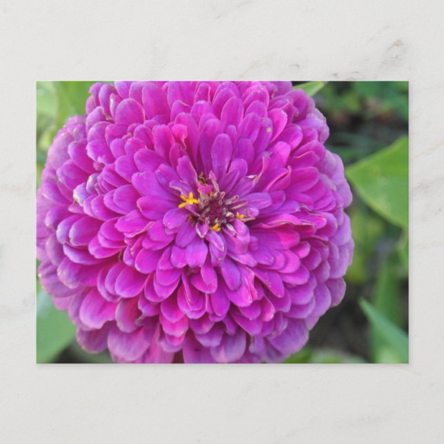 Purple Dahlia Postcard (Front)