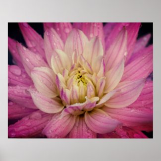 Purple dahlia poster