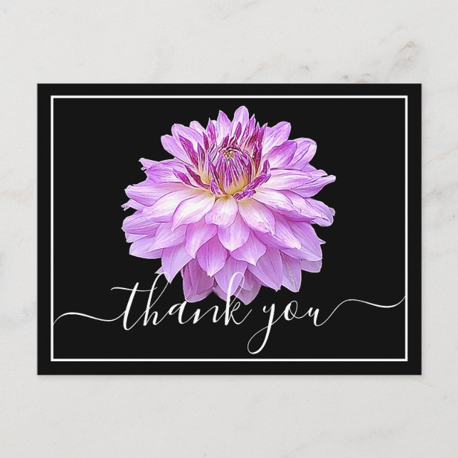 Purple Dahlia With Black Background Thank You Postcard (Front)