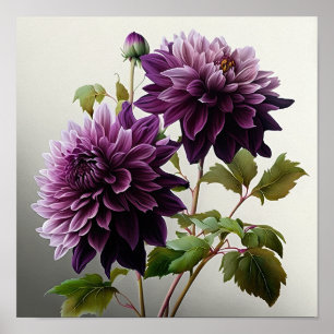 Purple Dahlias Flower Art Print Poster