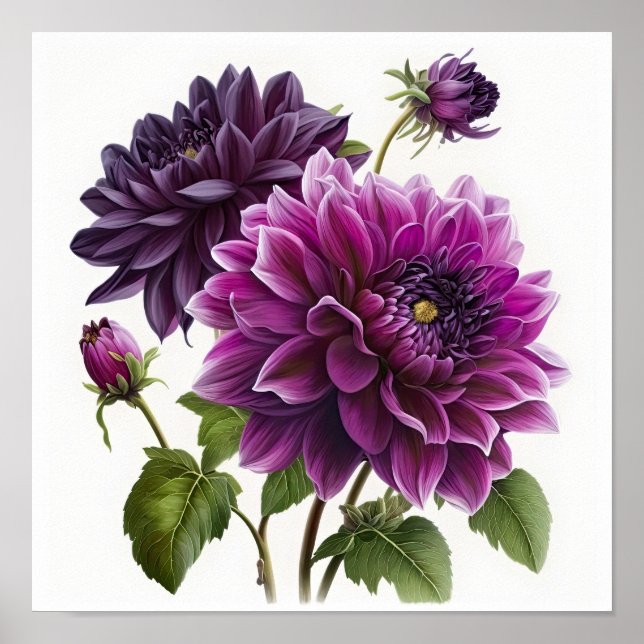 Purple Dahlias Flower Art Print Poster (Front)