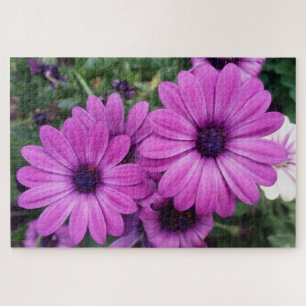 Purple daisies jigsaw puzzle
