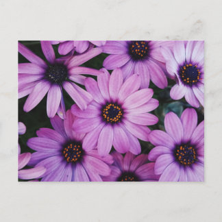Purple daisies postcard