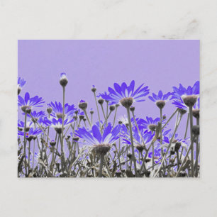 Purple Daisies Postcard