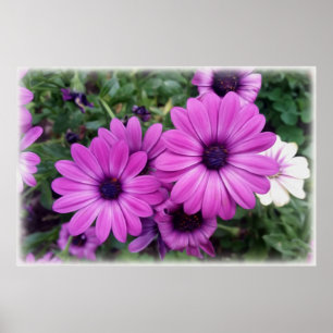 Purple daisies poster