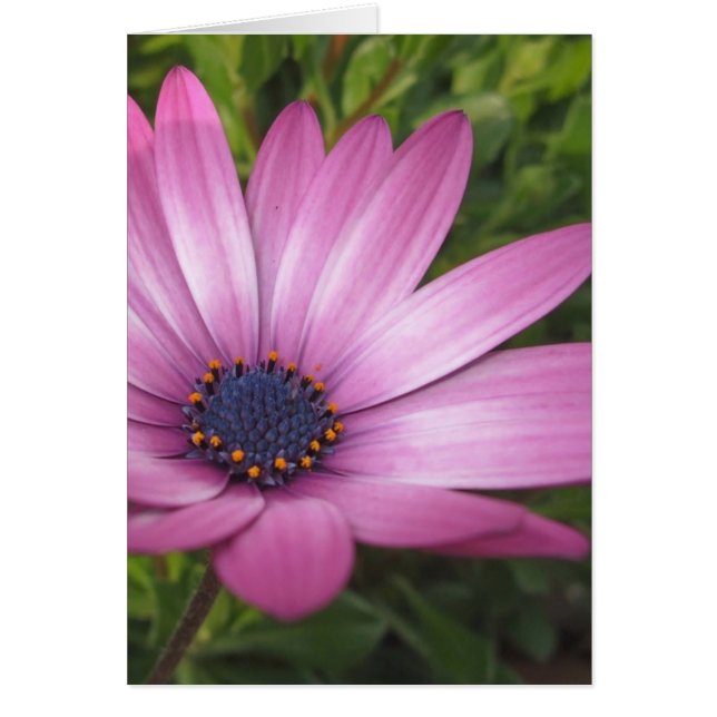 purple daisy (Front)