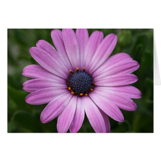 Purple Daisy Card