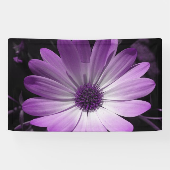 Purple Daisy Flower Banner (Horizontal)