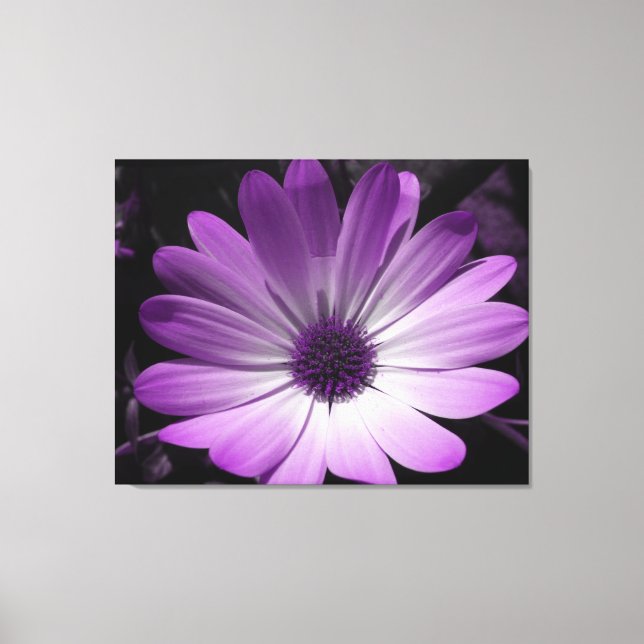 Purple Daisy Flower Canvas Print (Front)