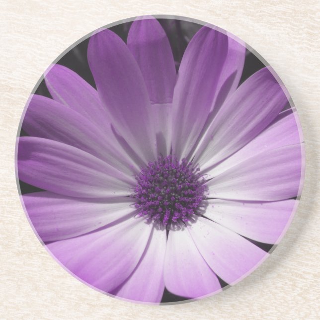 Purple Daisy Flower Coasters (Front)