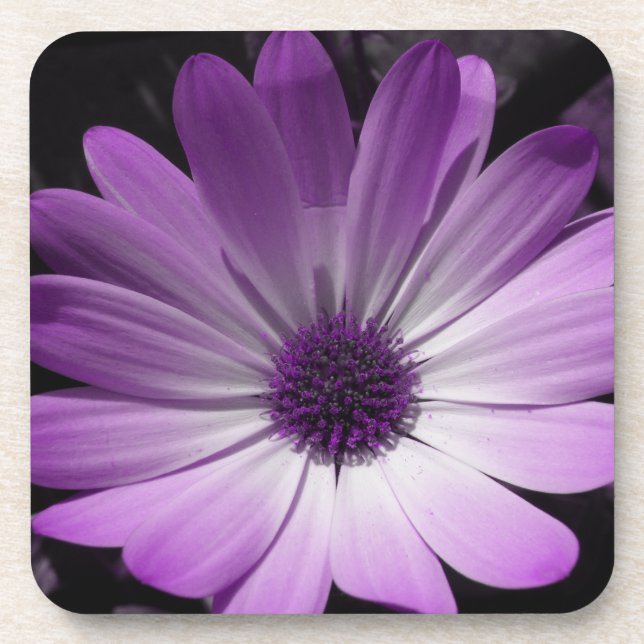 Purple Daisy Flower Cork Coaster (Front)