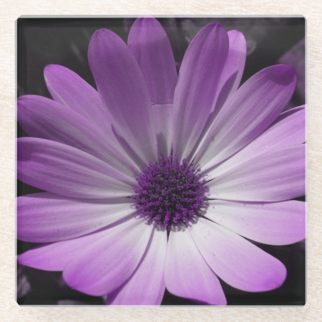 Purple Daisy Flower Glass Coaster (Front)