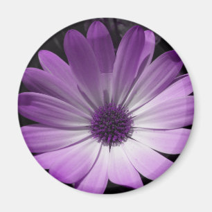 Purple Daisy Flower Magnet