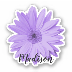 Purple Daisy Flower Name