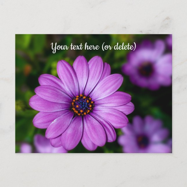 Purple Daisy flower Postcard (Front)