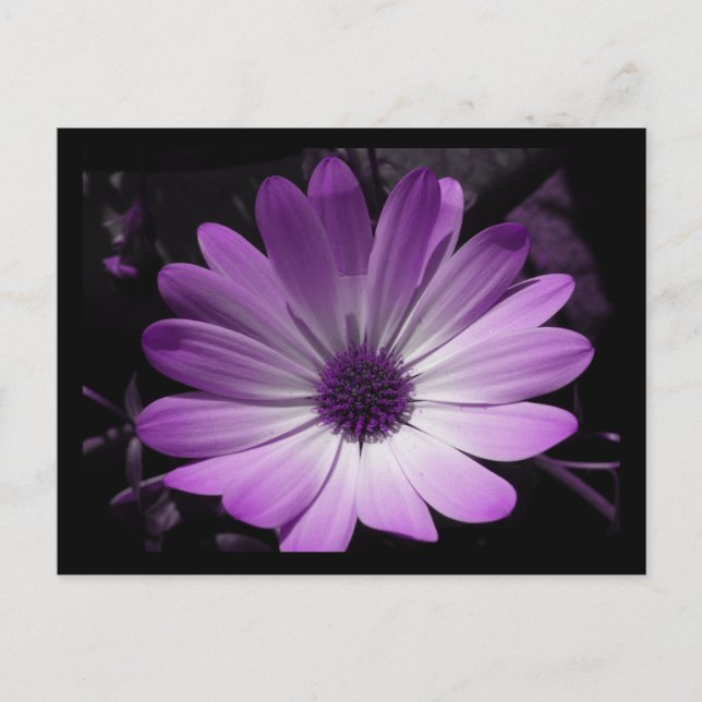 Purple Daisy Flower Postcard (Front)
