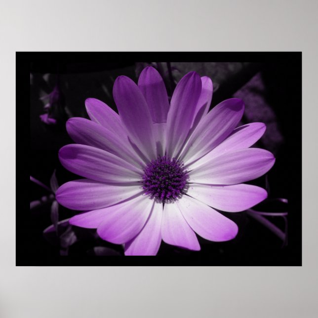 Purple Daisy Flower Print (Front)