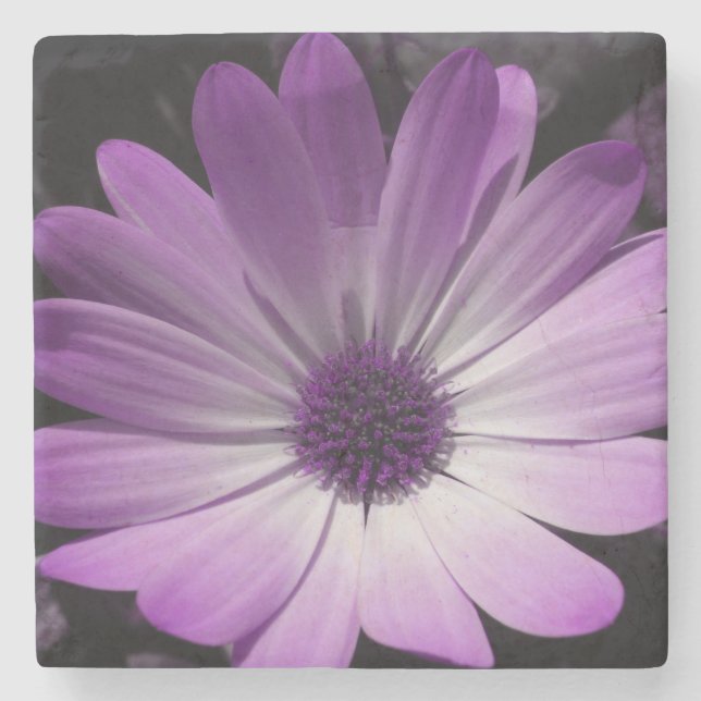 Purple Daisy Flower Stone Coaster (Front)