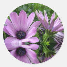 purple daisy flowers