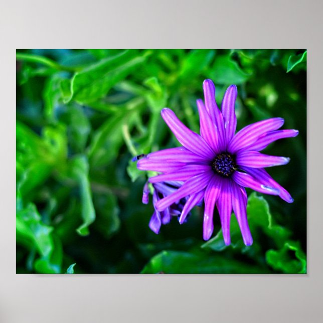 Purple Daisy in a Summer Garden  Poster (Front)