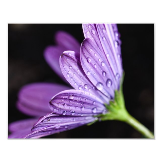 Purple Daisy Osteospermum Flower Photo Print (Front)