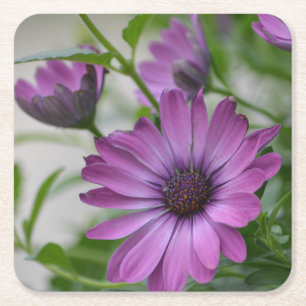 Purple Daisy Party Square Paper Coaster