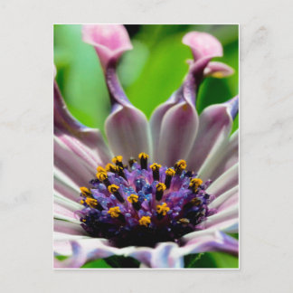 Purple Daisy Postcard Gifts
