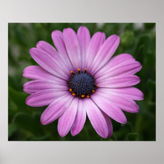 Purple Daisy Poster