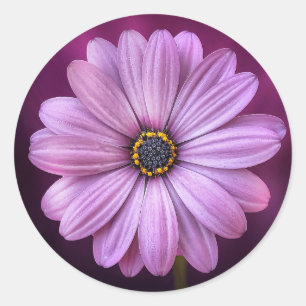 Purple Daisy Stickers