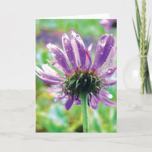 Purple Daisy With Dew, Stories in Nature Poetry Card