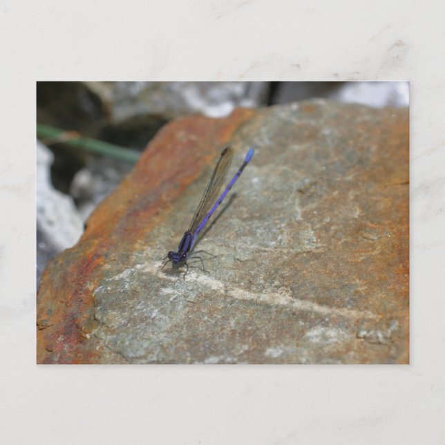 Purple Damselfly Nature Photography Postcard (Front)