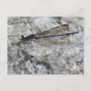 Purple Damselfly On Quartz Rock Nature Postcard