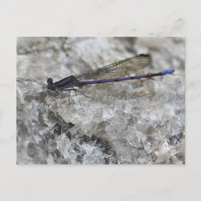 Purple Damselfly On Quartz Rock Nature Postcard (Front)