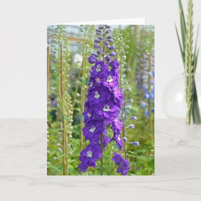 Purple delphinium flowers print greeting card (Front)
