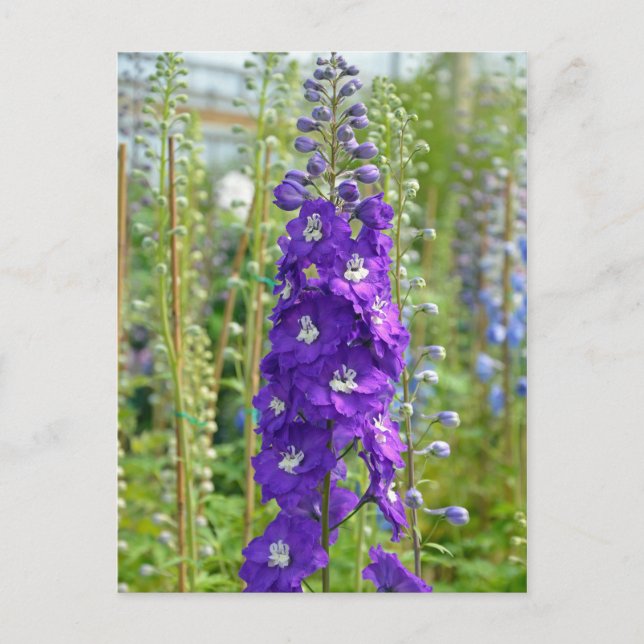 Purple delphinium flowers print postcard (Front)