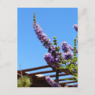 Purple desert flowers Postcard