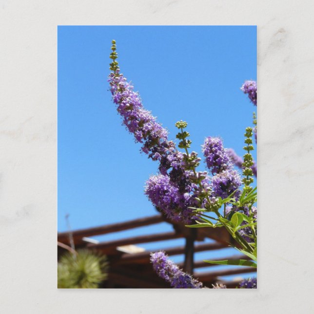 Purple desert flowers Postcard (Front)