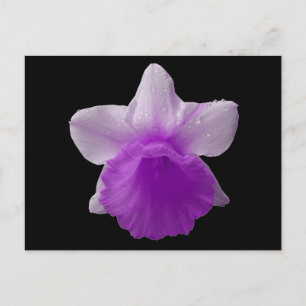 Purple Dripping Daffodil Postcard