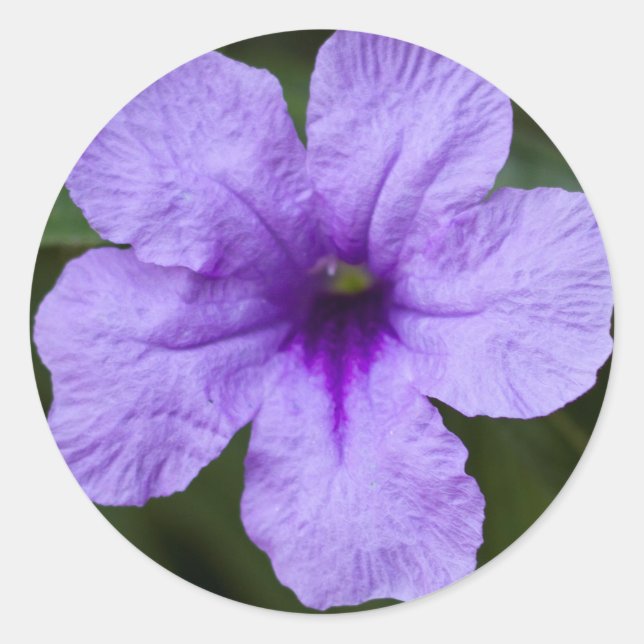 Purple Dwarf Mexican Petunia Classic Round Sticker (Front)