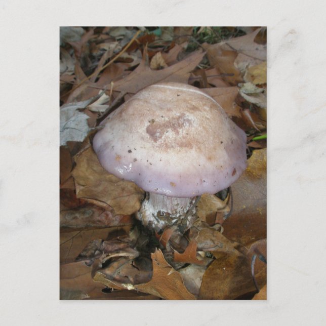 Purple-Edge Mushroom Postcard (Front)