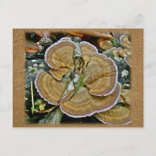 Purple Edge Shelf Fungus Coordinating Items Postcard