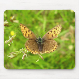 Purple Edged Copper Butterfly Mouse Mat