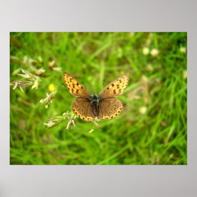 Purple Edged Copper Butterfly Poster (Front)