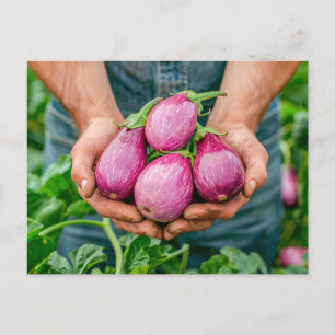 Purple Eggplants in Organic Garden Holiday Postcard