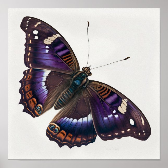 Purple Emperor Butterfly Art Print Poster (Front)
