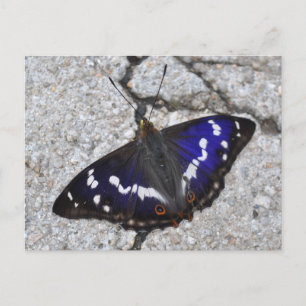 Purple Emperor butterfly postcard