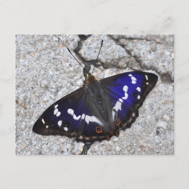 Purple Emperor butterfly postcard (Front)