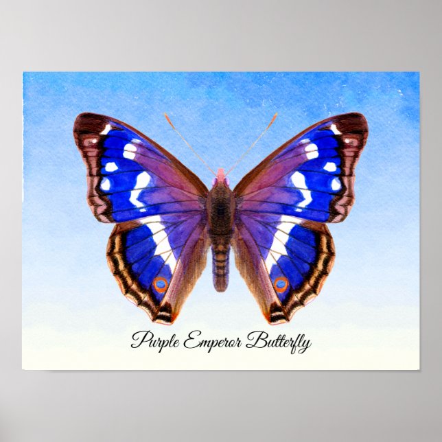 Purple Emperor Butterfly Watercolor Painting Print (Front)