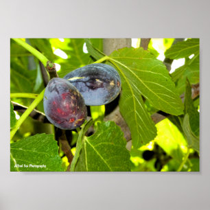 Purple Figs in Tree Poster
